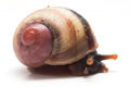Acavus haemastoma haemastoma Mirrisa, Sri Lanka